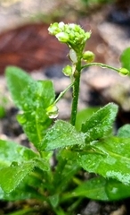 Capsella bursa-pastoris