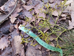 Viscum album austriacum