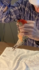 Melanerpes carolinus