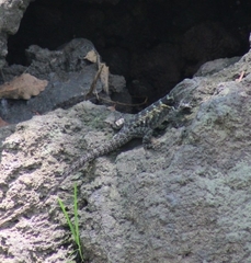 Sceloporus mucronatus