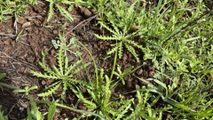 Layia platyglossa