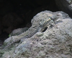 Sceloporus mucronatus