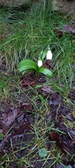 Galanthus woronowii