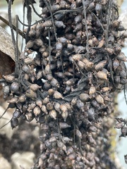 Cuscuta lupuliformis