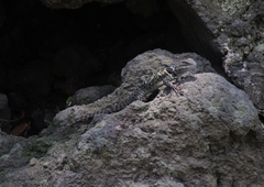 Sceloporus mucronatus