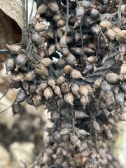 Cuscuta lupuliformis