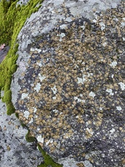 Umbilicaria virginis