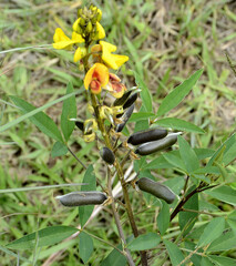 Crotalaria lanceolata