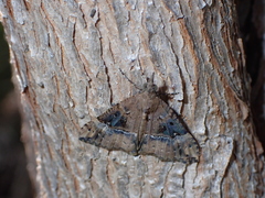 Hypena obsitalis