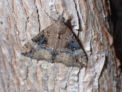 Hypena obsitalis