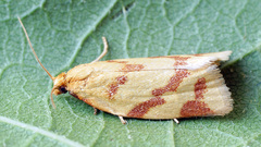 Clepsis pallidana