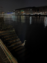 Ardea cinerea cinerea