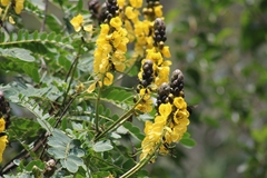 Senna didymobotrya
