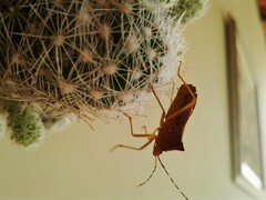 Anasa varicornis