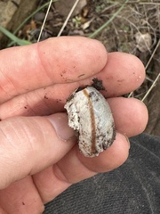 Helminthoglypta tudiculata