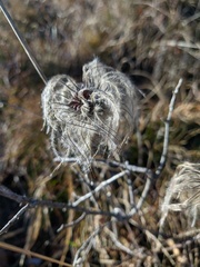 Clematis integrifolia