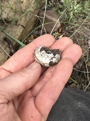 Helminthoglypta tudiculata