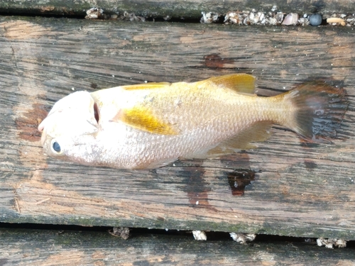 Rake drum (Stellifer rastrifer) — Sciaenidae — 3