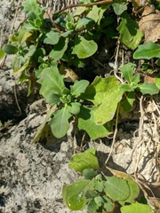 Arabis caucasica