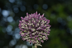 Allium commutatum