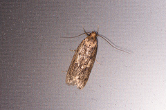 Hofmannophila pseudospretella
