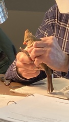 Cardinalis cardinalis