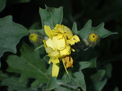 Andryala pinnatifida image