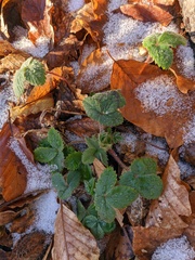 Potentilla micrantha