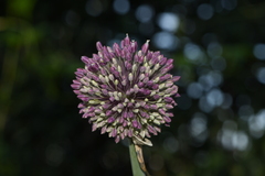 Allium commutatum