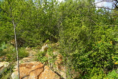 Afrocanthium