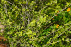 Afrocanthium
