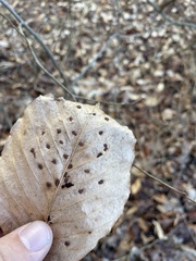 Acalitus ferrugineum