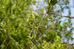 Afrocanthium