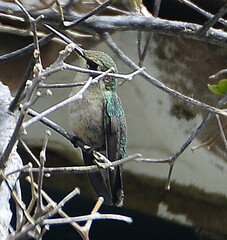 Chlorostilbon assimilis