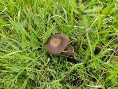 Entoloma sericeum