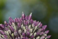 Allium commutatum