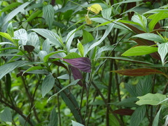 Strobilanthes integrifolius