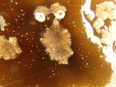 Bryozoa
