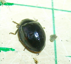 Harmonia axyridis