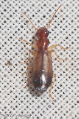 Paradromius
