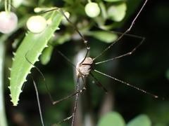 Bunochelis spinifera