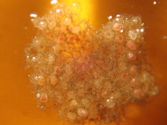 Bryozoa