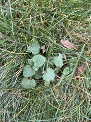 Lamium purpureum