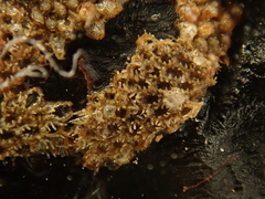 Bryozoa
