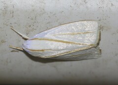 Cryptophasa flavolineata