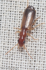 Paradromius