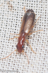 Paradromius