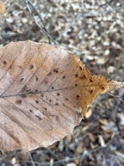 Acalitus ferrugineum