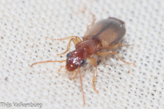 Paradromius