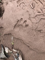 Procyon cancrivorus